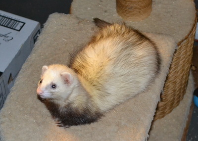 Ferrets for best sale sale west yorkshire