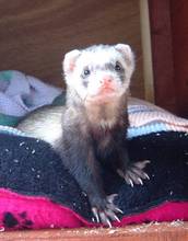 louey my second ferret