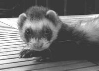 Sidney my 1st ferret
