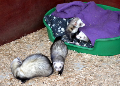 Three lovely pole coloured boys and one little girl